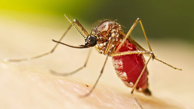 Chikungunya May Occur In Co-Infection Cases, Warns Health Department